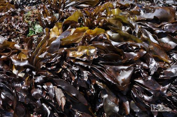 Algas se amontoam em playa Gabún, no noroeste da ilha de Chiloé, no sul do Chile